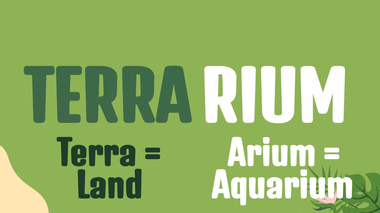 Workshop slide: What's a terrarium? Terra = land, arium = aquarium